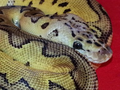 Ball Python