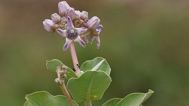 swallow-wort