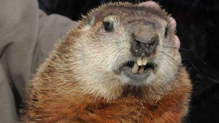 groundhog day 2025 holtsville hal