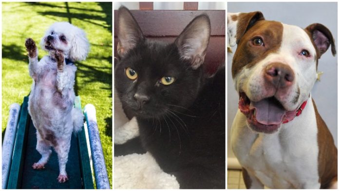 8 Cats and Dogs To Bring Home This Spring