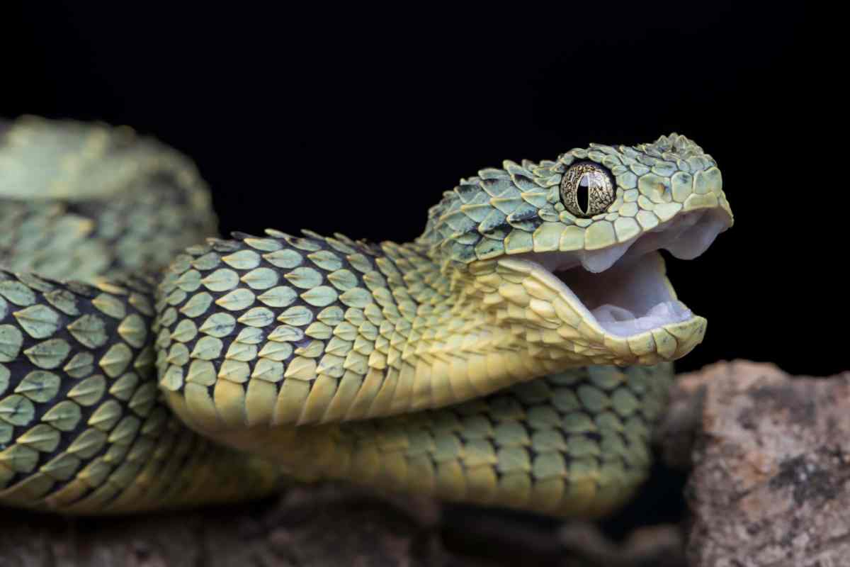 Only a minority of snakes, like this Bush Viper, are venomous. (Shutterstock)