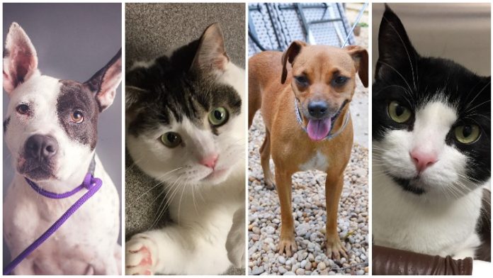12 Cool Cats, Hot Dogs Ready for Adoption
