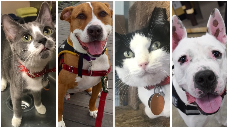 12 Cats, Dogs Ready To Join Your Family Today