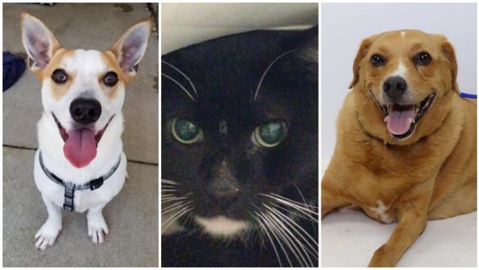 8 Cats, Dogs That Want To Play In The Snow With You