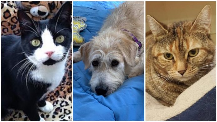 23 Cats, Dogs Looking For Loving Homes