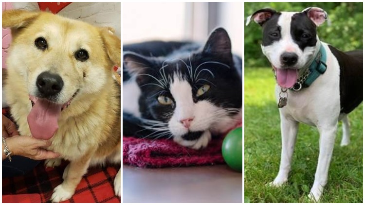 15 Cats And Dogs That Want To Keep You Company While You're Homebound