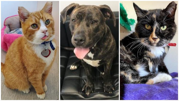 These Long Island Dogs And Cats Up For Adoption Have Pet-tential