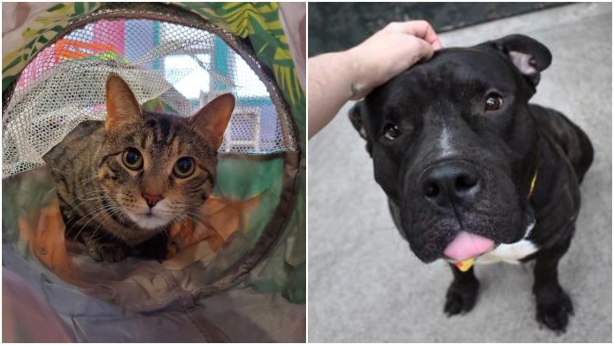 adoptable pets on long island