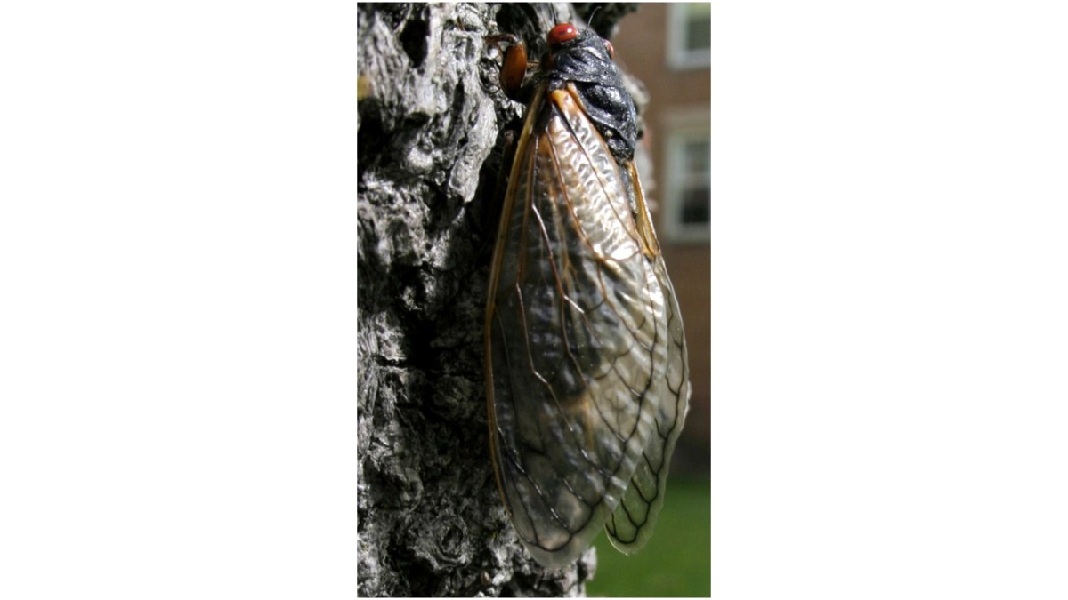 cicadas