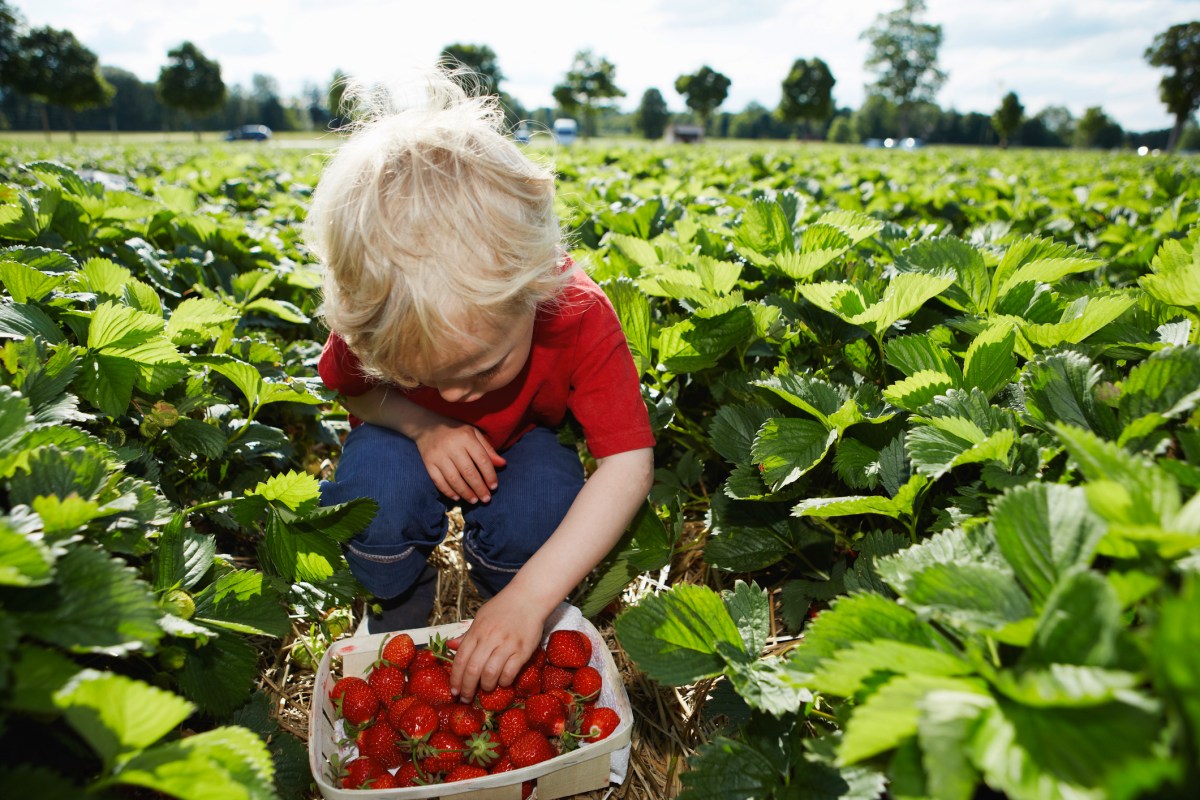 strawberry picking