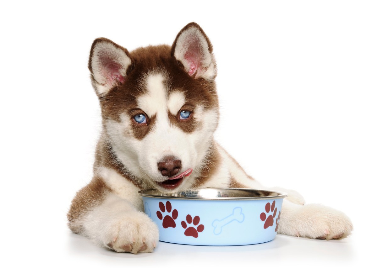 pet nutrition