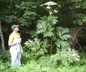 Hogweed