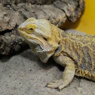 Julie Larsen Maher 0782 Bearded Dragon QZ 12 20 11