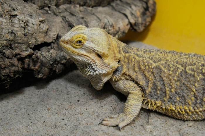 Julie Larsen Maher 0782 Bearded Dragon QZ 12 20 11