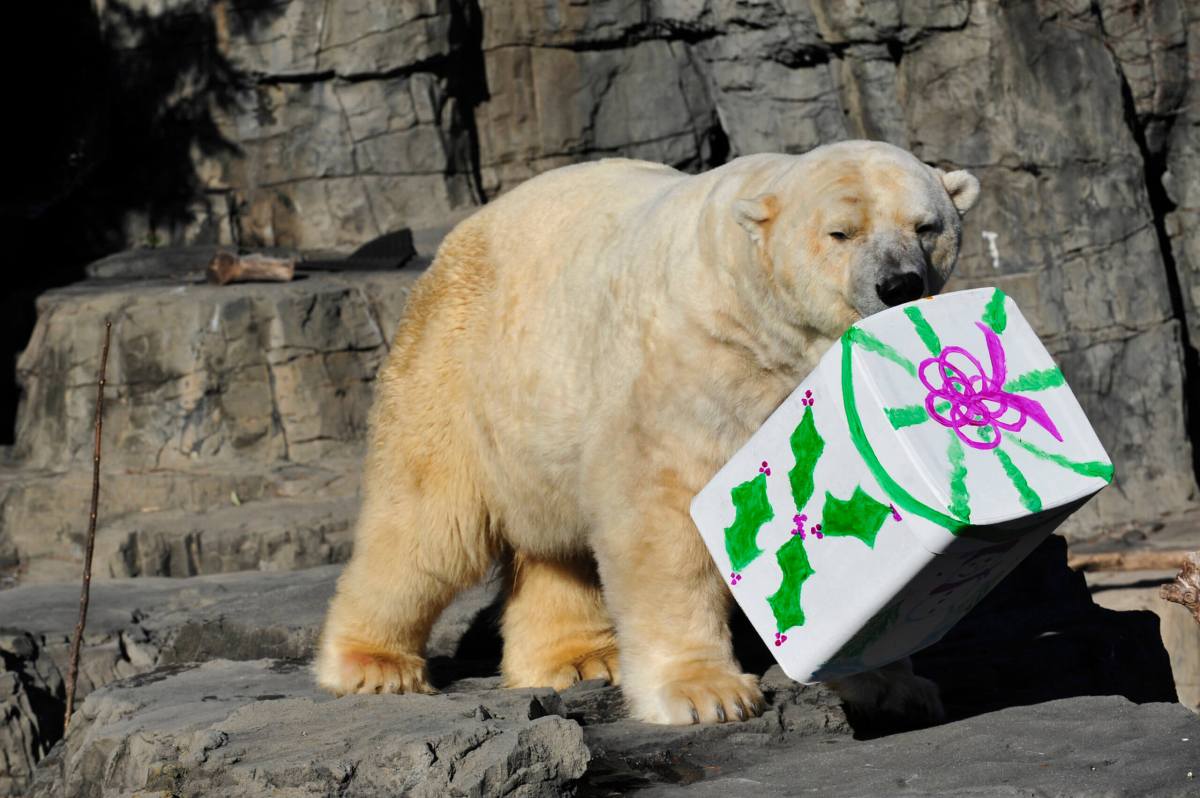 Julie Larsen Maher 9014 Polar Bear_Gus with Presents CPZ 12 13 08