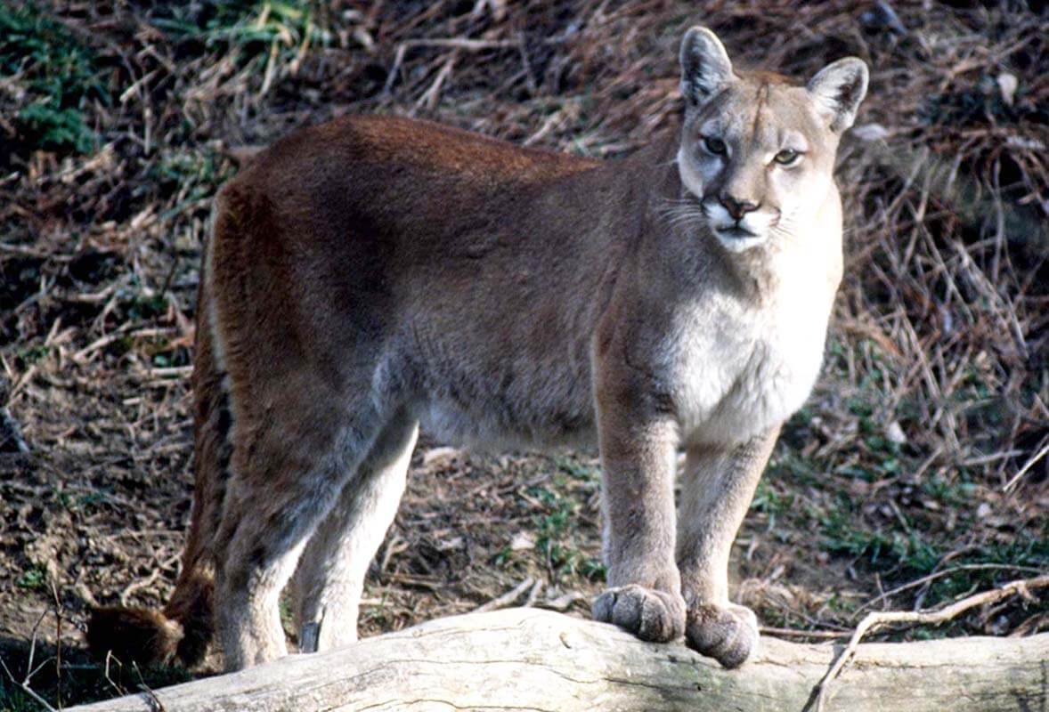 MOUNTAIN LION