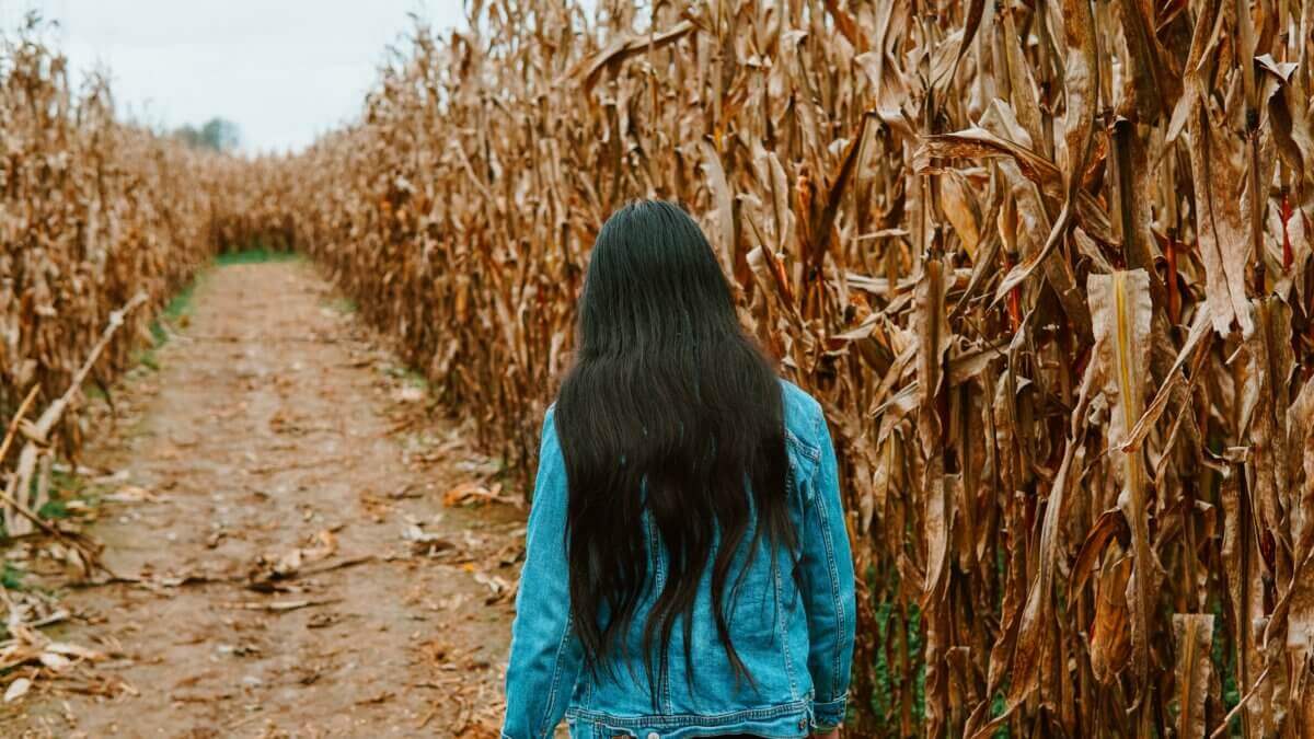 corn maze