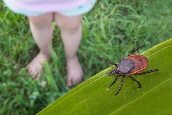 tick lyme disease