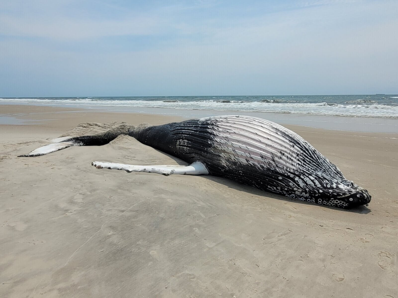 Dead Humpback Whale Washes Up At Smith Point Beach