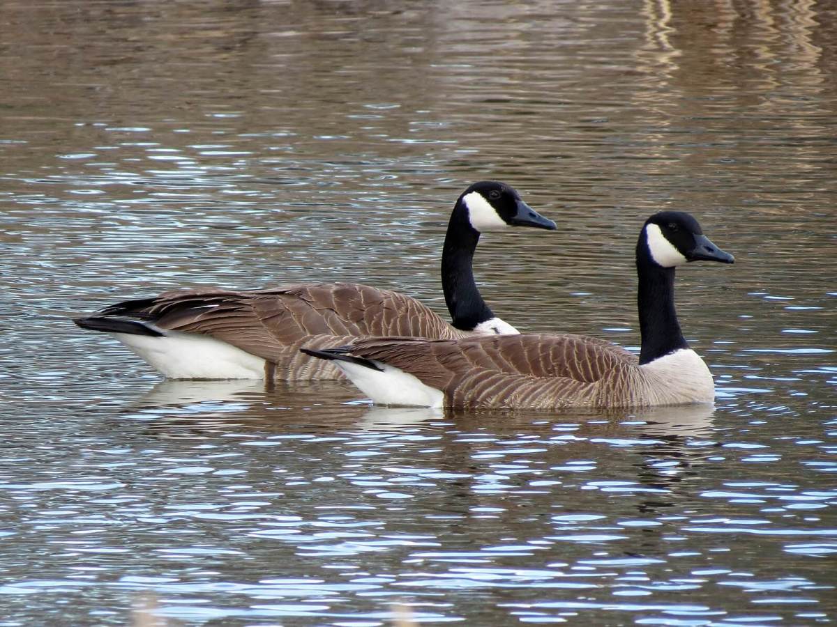 Canada Geese 1