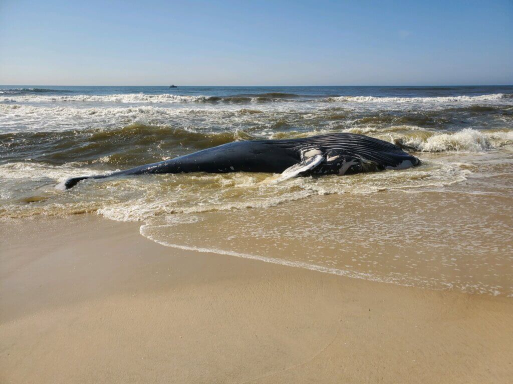 Dead Humpback Whale Washes Up At Smith Point Beach