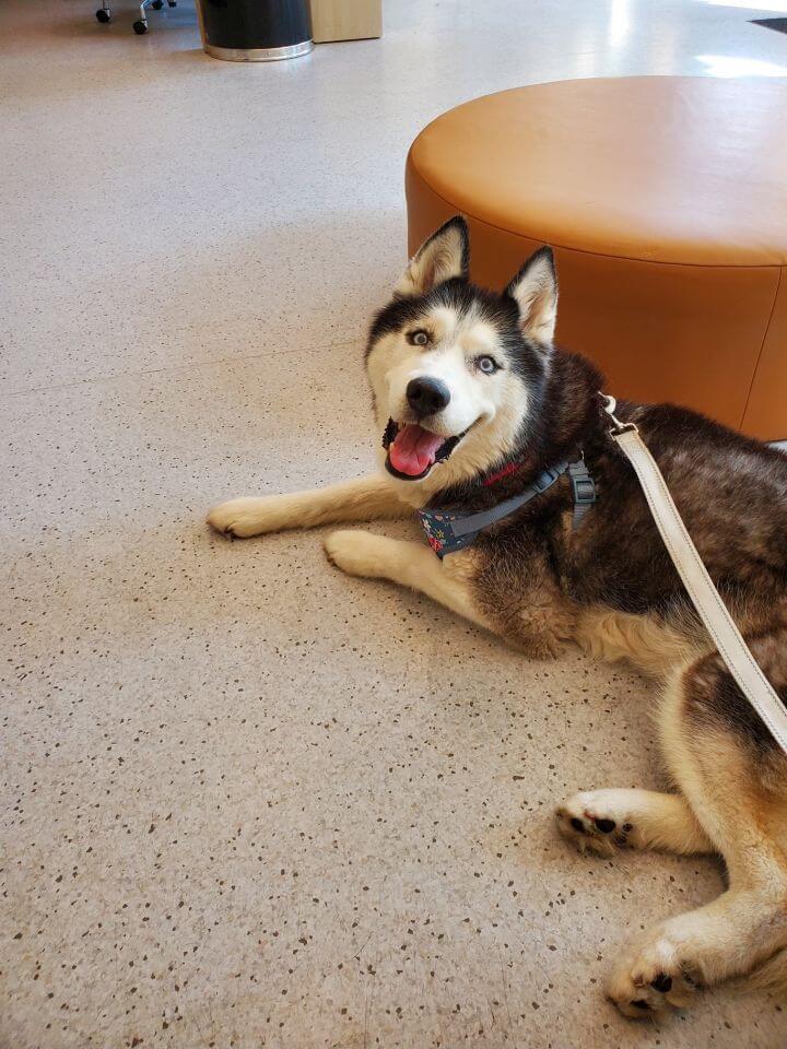 Adoption Nanook