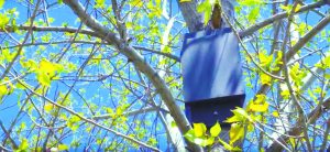 A bat house in tree on the north shore of Long Island