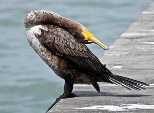 A cormorant enjoys some bird yoga.