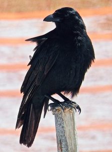 A fish crow is striking in black. (Photos by  Michael Givant)