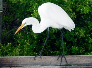 A great egret walks the balance beam.