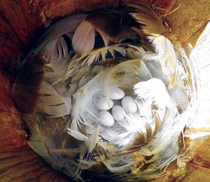 Feathers surround tree swallow eggs in a nest box.