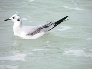 A Bonaparte’s gull makes an uncommon appearance. (Photos by Michael Givant)