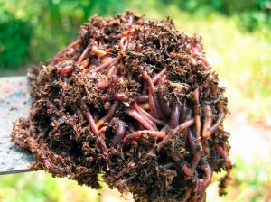 Earthworms can benefit  your garden in many ways.