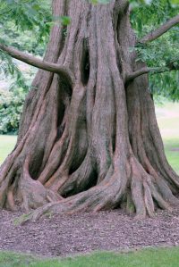 See Dawn Redwoods at Bailey Arboretum. (Photo courtesy of Bailey Arboretum)