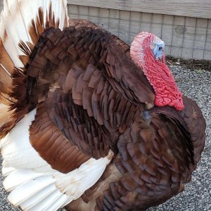 Turkey Pardon A