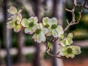 2022 04 arbor day dogwood tree