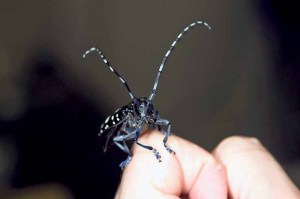 The Asian long-horned beetle was first detected in New York State in 1996, in Brooklyn. (Photo by the U.S. Department of Agriculture)