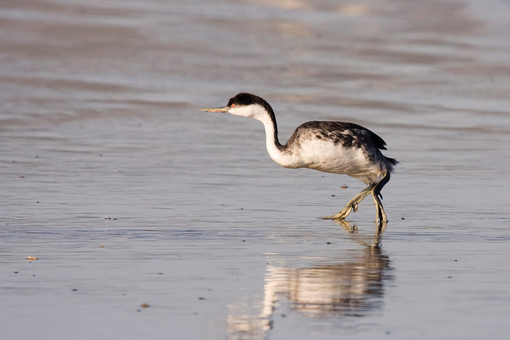 Grebes are naturally compelling.