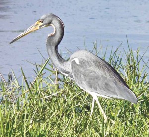 A tri-colored heron stalks the shore. (Photos by Michael Givant)