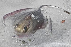 A dead stingray makes for uncommon birding. (Photo by Michael Givant)