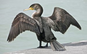 A cormorant dries its wings.