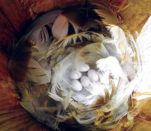 Feathers surround tree swallow eggs in a nest box. (Photos by Michael Givant)