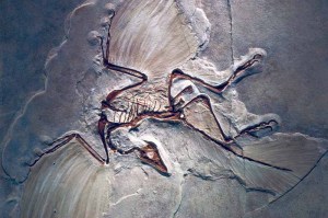 The archaeopteryx fossil reveals a connection between birds and dinosaurs.