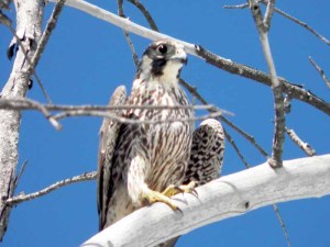 The peregrine falcon is  examined in J.A. Baker’s book. (Photo by Michael Givant)