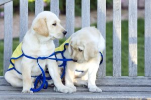 Puppies undergo extensive training to one day be able to help adults and children with disabilities live more independently. 