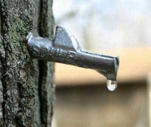 CalendarA Nature program maple sugaring 1 9 11