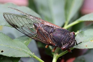 ColDiSclafani_040221.Cicadas.Web