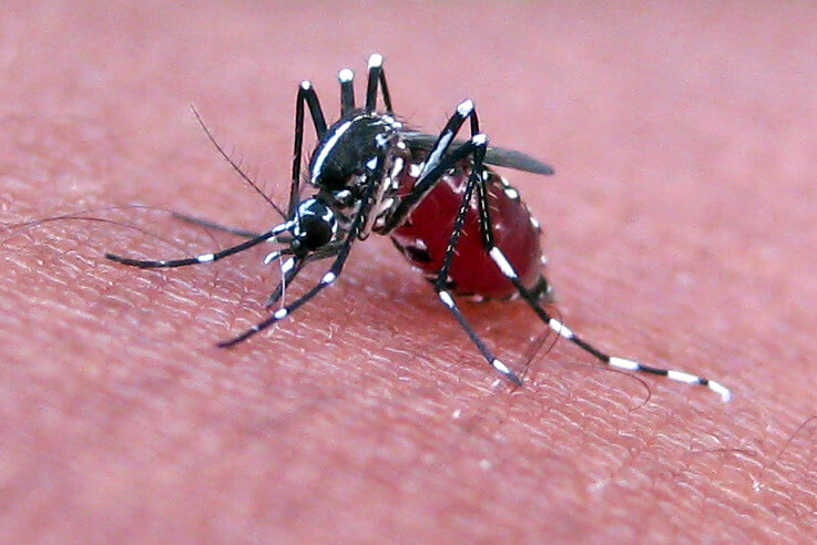 ColDiSclafani_042321.Mosquito_PratheepPS_Web