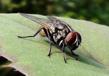 ColDiSclafani_072321.HouseFlies_JoeJHalda.Web