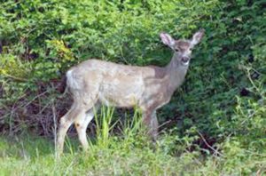 Deer_052715A